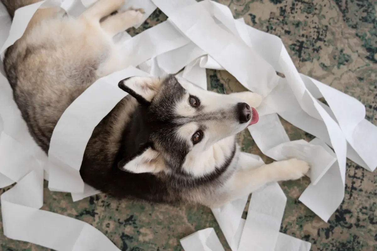 Trastornos en animales